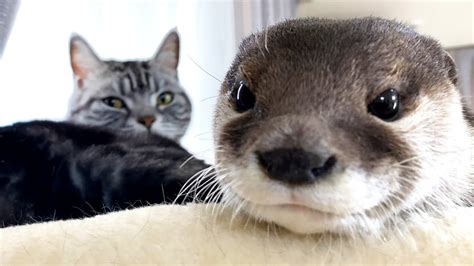 An otter and a cat pose for the camera like a model [Otter life Day 411 ...