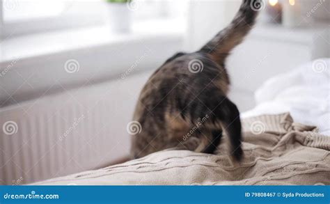 Cat Jumping from Bed To Floor at Home Stock Video - Video of room ...