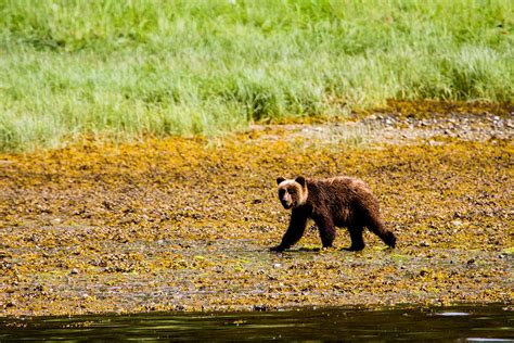 Brown Bear Prince of Wales Island Two Photograph by Josh Whalen - Pixels