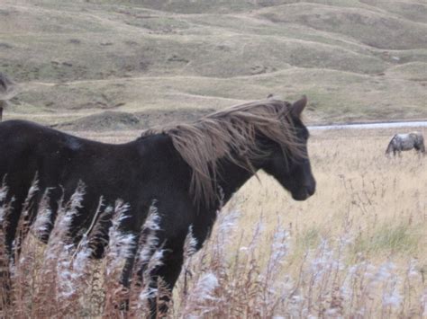 Pin by Nanette Lawson on Mustangs | Aleutian islands, Alaska, Wild horses