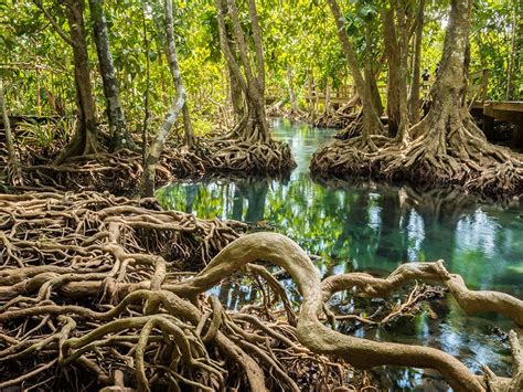 Amazing Mangroves | Britannica