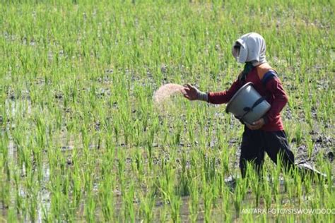 Agar produksi lebih optimal, Kementan dorong petani gunakan pemupukan berimbang