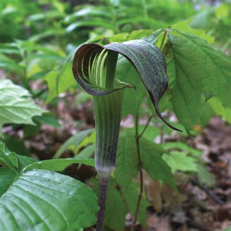 Arisaema triphyllum - Midwest Groundcovers, LLC