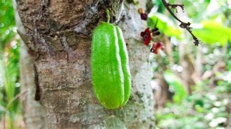 Fresh Bilimbi Fruit Health on Tree Stock Image - Image of bilimbing ...