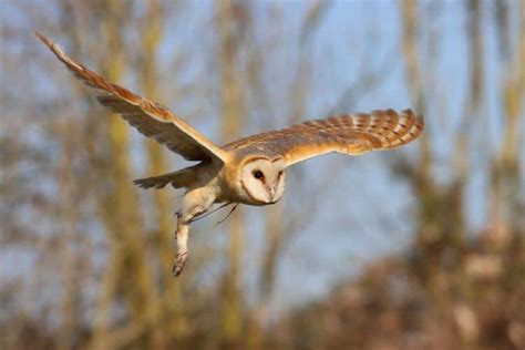 Barn Owl Lifespan: How Long Do Barn Owls Live? - Animal Behavior Archive