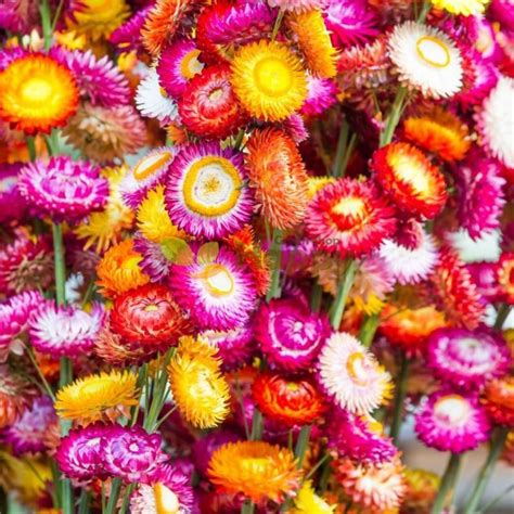 1000 Mixed Color Strawflower Seeds Annual Strawflower Seeds for Planting Non GMO Seeds C21 ...