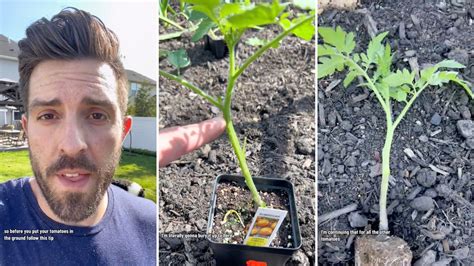 Suburban farmer presents simple hack for massive plant growth: 'The secret to growing monstrous ...