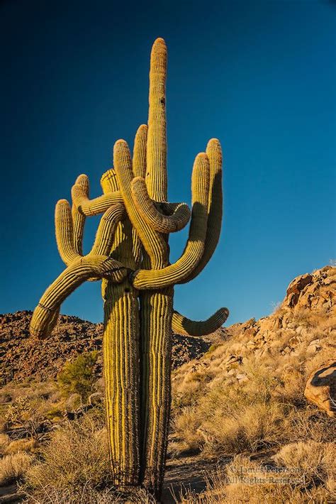 The Embrace #2, near Hualapai Mountains, Arizona | Arizona cactus ...