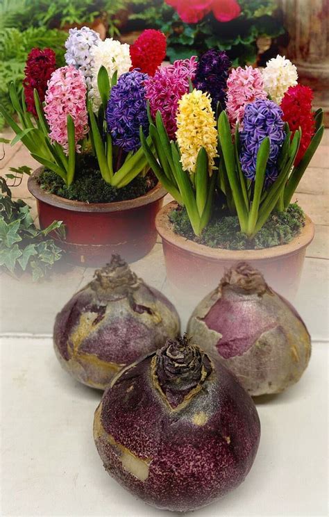 PREPARED INDOOR HYACINTHS MIXED BULBS 18/19 LARGE BULBS READY XMAS | eBay