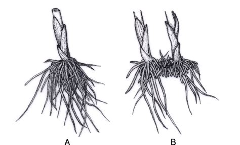 Branched types of rhizome. A, caulescent; B, soboliferous. | Download Scientific Diagram