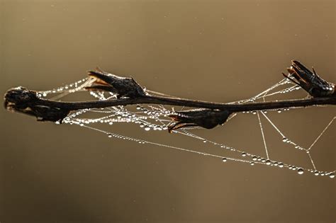 Free Photo | Close-up of a spider web in dew on a dry plant, abstract natural background.