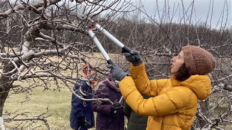 Fruit Tree Pruning 101 - YouTube