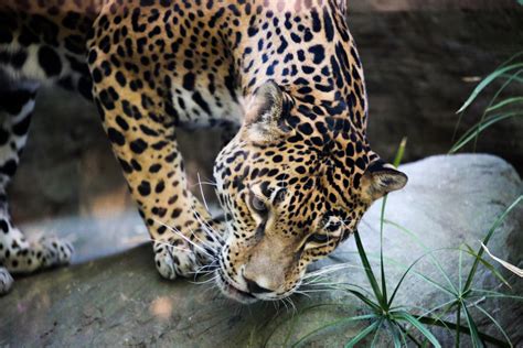 Jaguar | Reid Park Zoo