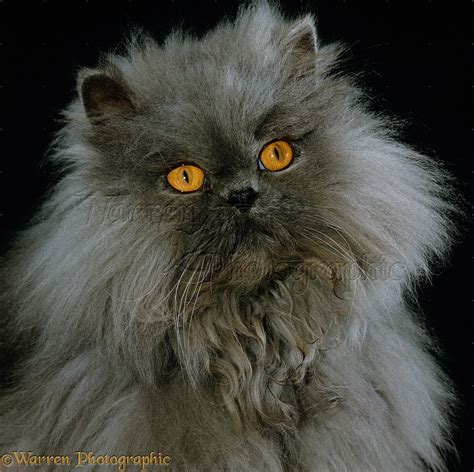 Blue Persian longhair cat photo - WP15560