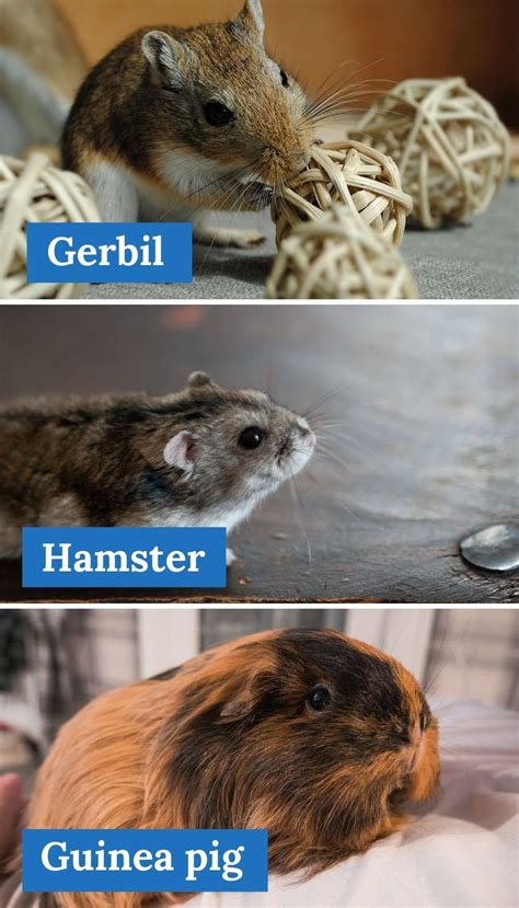 Gerbil Vs Hamster Vs Guinea Pig | Find The Right Pet For You - Kate's ...