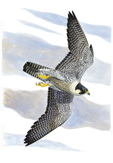 Peregrine Falcon Painting by Dag Peterson