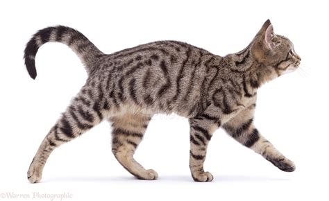 Brown tabby cat walking photo WP02253