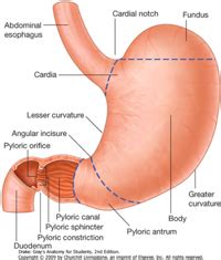 Abdominal Anatomy - Foregut, Midgut and Hindgut Flashcards | Quizlet