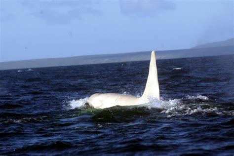 White Killer Whale: Scientists Prepare To Find 'Iceberg,' Thought To Be Albino Orca (VIDEO ...