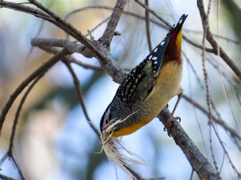 Spotted Pardalote Nest | BIRDS in BACKYARDS