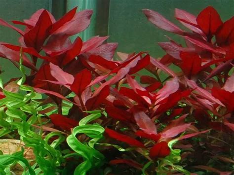 The Best Red Aquarium Plants for Your Aquarium | Fishkeeping World