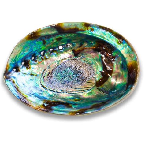 Abalone Shell Jumbo - The Zen Shop