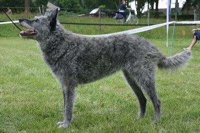 Dutch Shepherd Dog Breed Information and Pictures