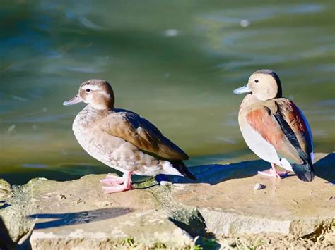 Canard d'ornement Carentan : élevage, vente - Le Bonheur des Plumes