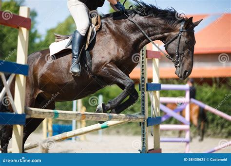 Horse rider jumping stock image. Image of jockey, recreational - 58430625