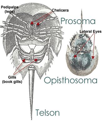 Horseshoe Crab Anatomy