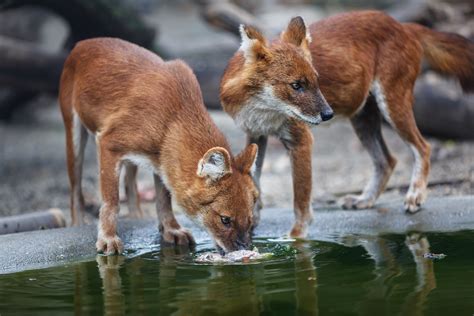 Wild red wolves confirmed as endangered and only 40 remain - Earth.com