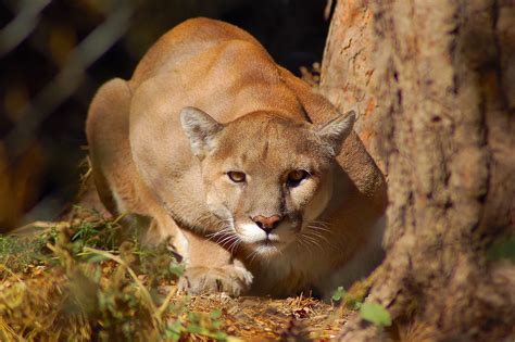 Mountain Lion Attacks Man Relaxing In Colorado Hot Tub With Wife | iHeart