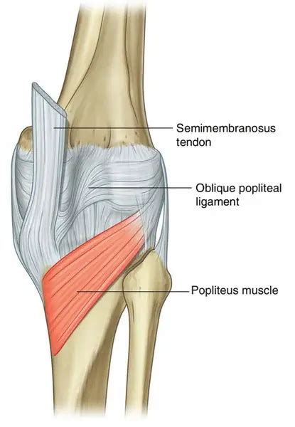 Popliteus Tendinitis: Cause, Symptoms, Treatment