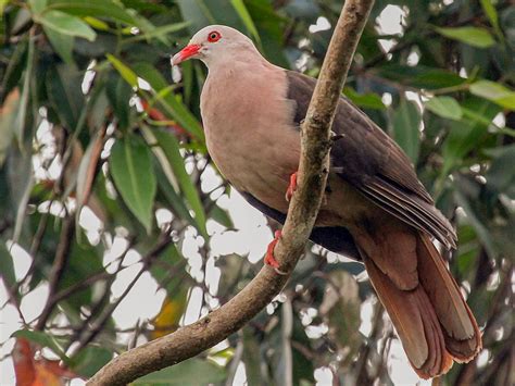 Pink Pigeon - eBird