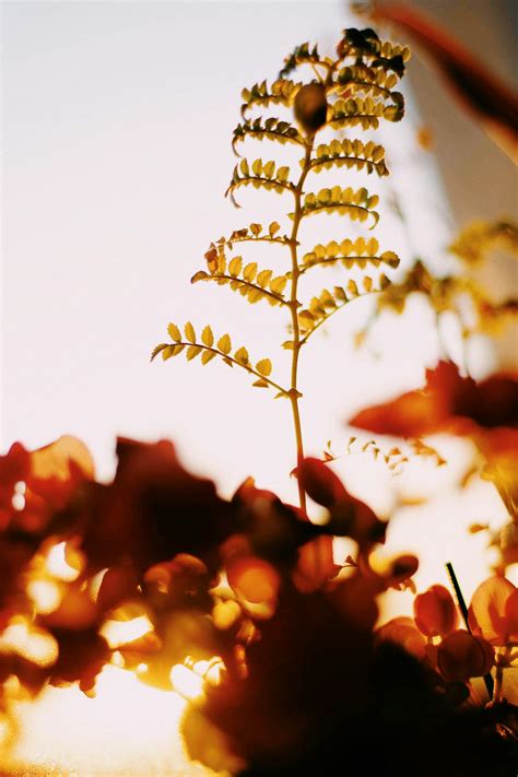 Brown Leaves on Tree Branch · Free Stock Photo