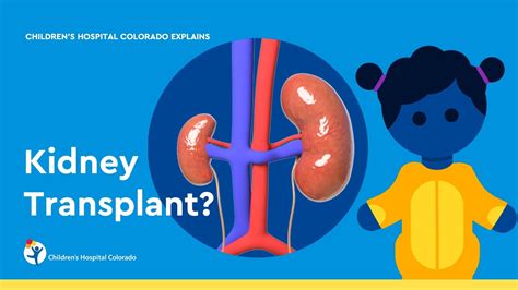 Pediatric Kidney Transplant: Overview & Procedure - YouTube