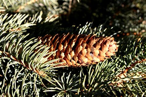 Pine Cone on Tree Picture | Free Photograph | Photos Public Domain