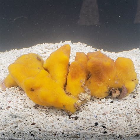 Yellow Encrusting Sponge - KP Aquatics