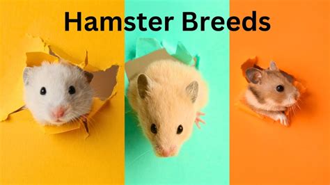 All Hamster Breeds With