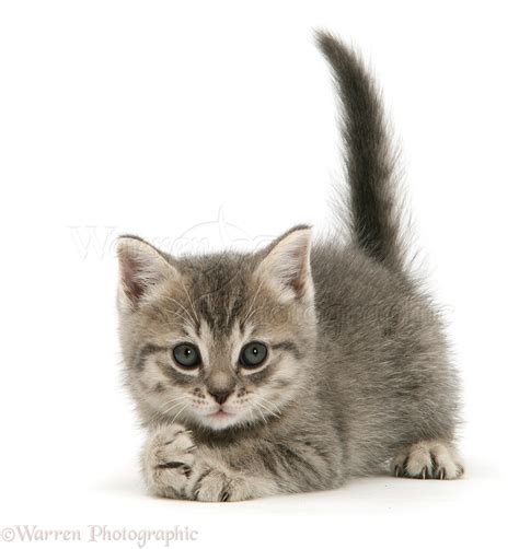 Grey tabby British Shorthair kitten photo WP26680