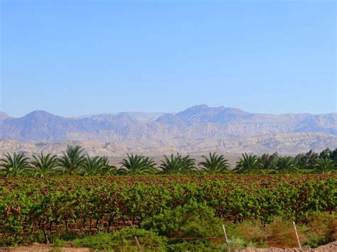 Jordan. Agriculture. stock photo. Image of green, grass - 35489808