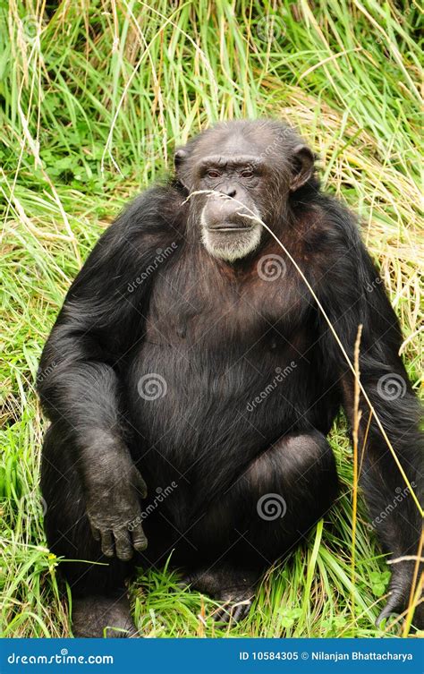 African Chimpanzee Royalty Free Stock Photo - Image: 10584305