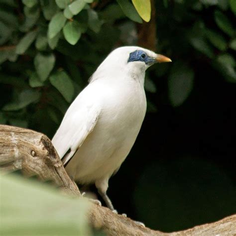 Bali Starling | Discover Animals