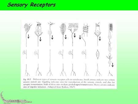 Sensory Receptors. Range from simple neurons to complex sense organs Types: chemoreceptors ...