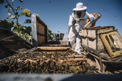 Bee Swarm Prevention and Control • I Love Beekeeping™