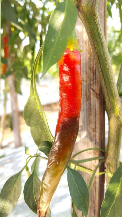 Planting Red Chili Has a Disease Stock Photo - Image of fruit, growing ...