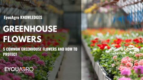 5 Common Greenhouse Flowers and How to Protect - EyouAgro