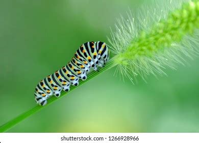 Monarch Butterfly Caterpillar Stock Photo (Edit Now) 1266928966