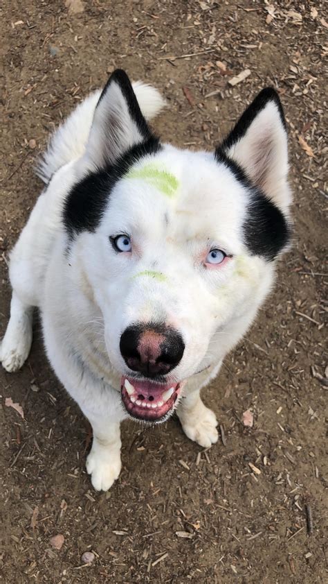 “Chief Timber” - piebald husky, warrior grass stains! 🐺🌲 : r/husky