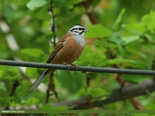 Rock Bunting (Emberiza cia) | Rock Bunting (Emberiza cia) ca… | Flickr